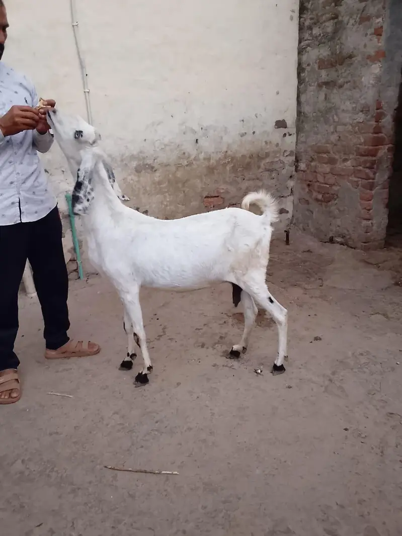 Goats 3 gabban confirm — photo 6