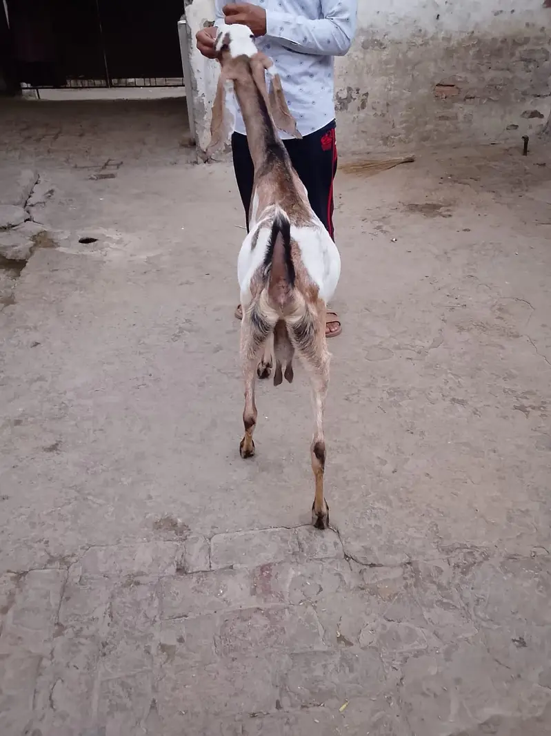 Goats 3 gabban confirm — photo 7