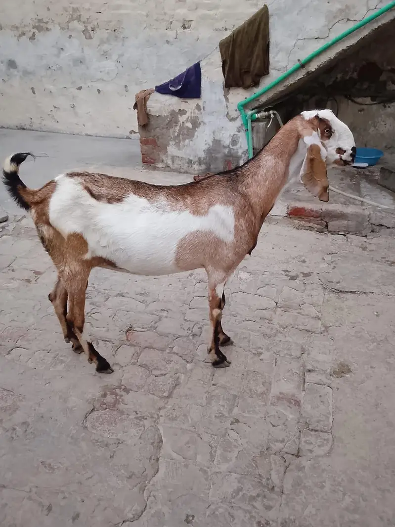 Goats 3 gabban confirm — photo 8