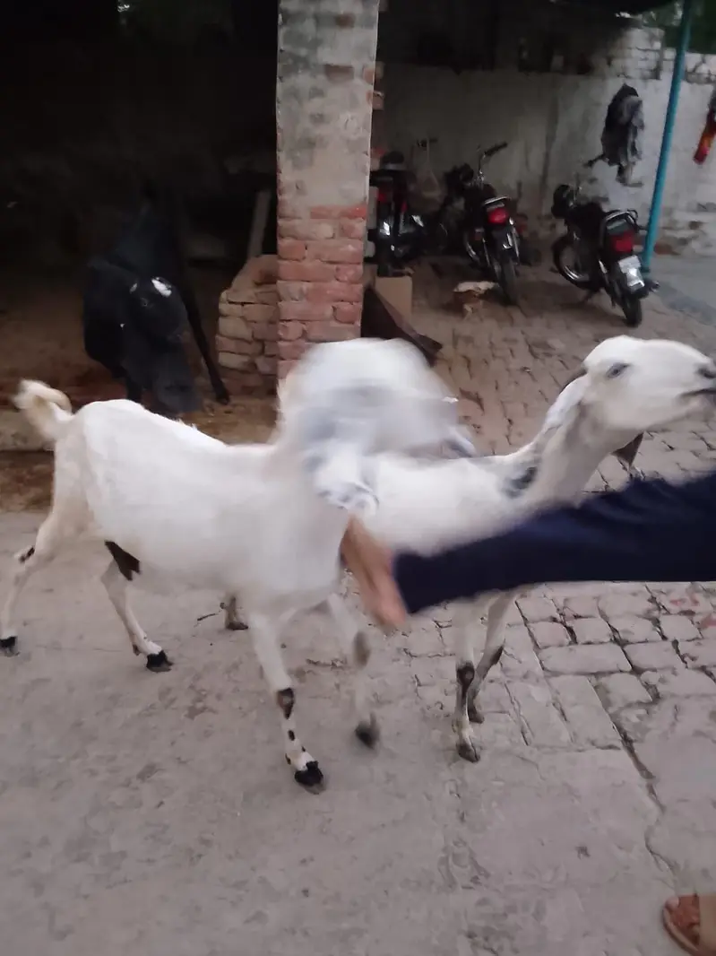 Goats 3 gabban confirm — photo 9