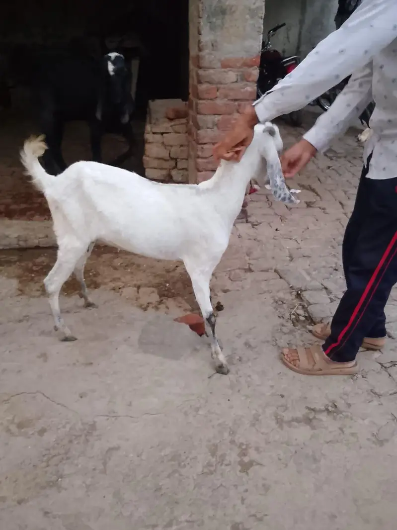 Goats 3 gabban confirm — photo 10