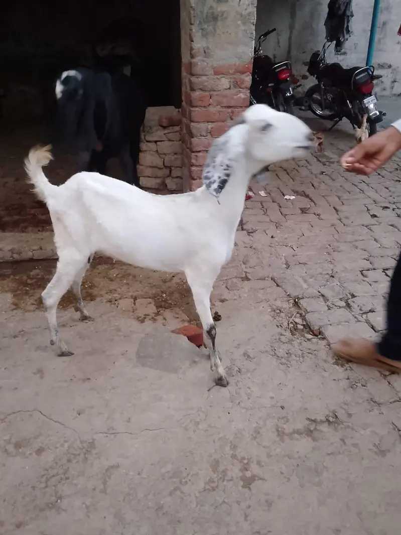Goats 3 gabban confirm — photo 11