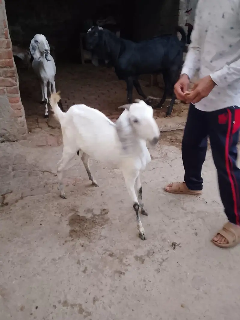 Goats 3 gabban confirm — photo 12