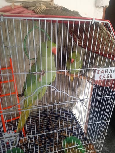 Green parrot pair