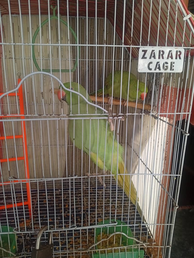 Green parrot pair 1