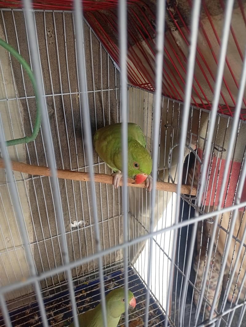 Green parrot pair 2