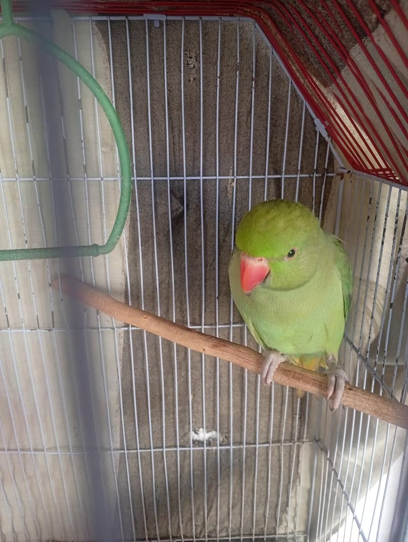 Green parrot pair 3