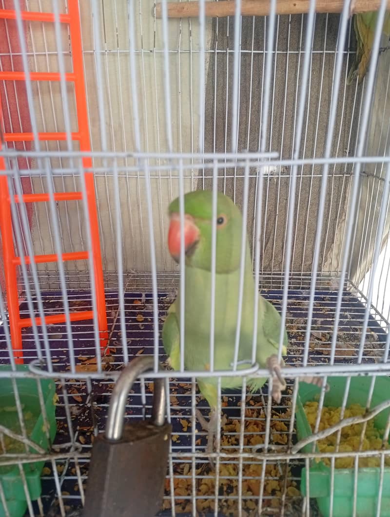 Green parrot pair 4
