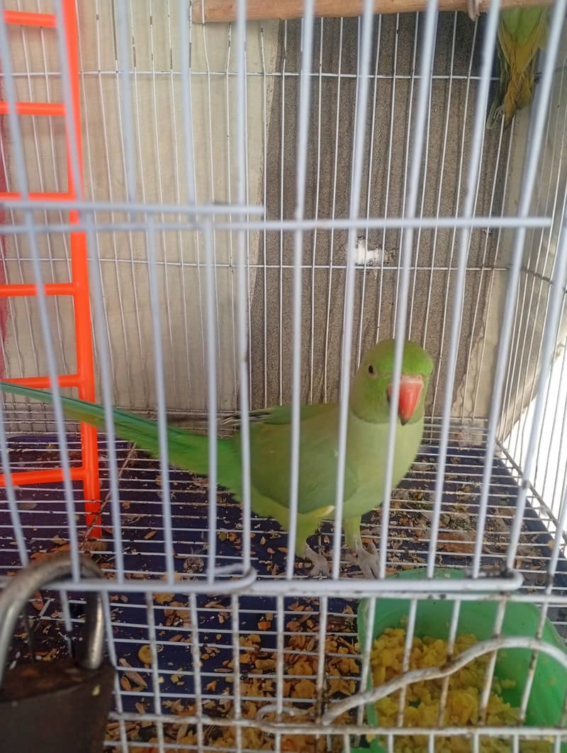 Green parrot pair 5