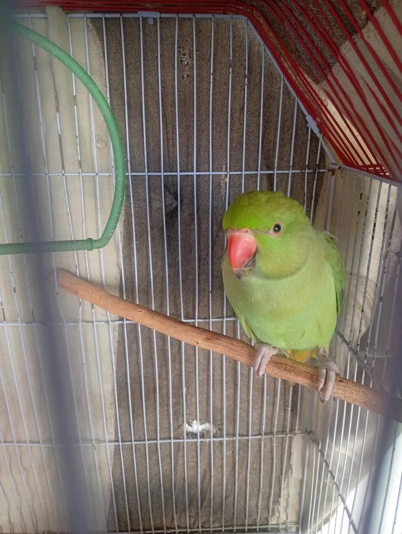 Green parrot pair 6