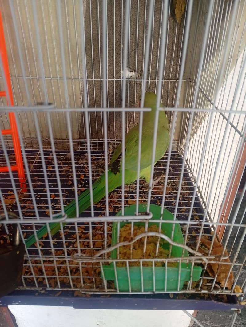 Green parrot pair 7