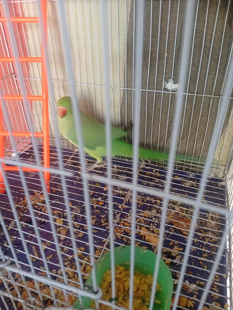 Green parrot pair 8