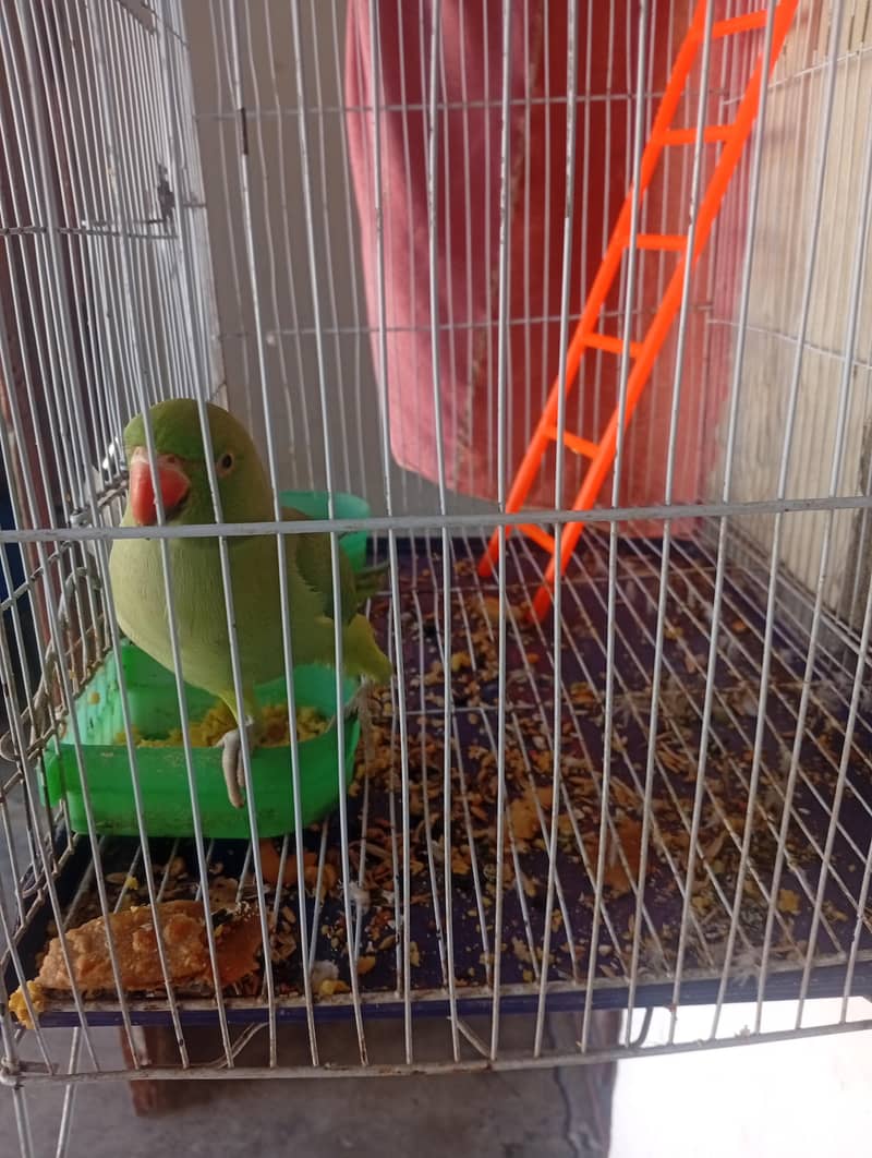 Green parrot pair 9
