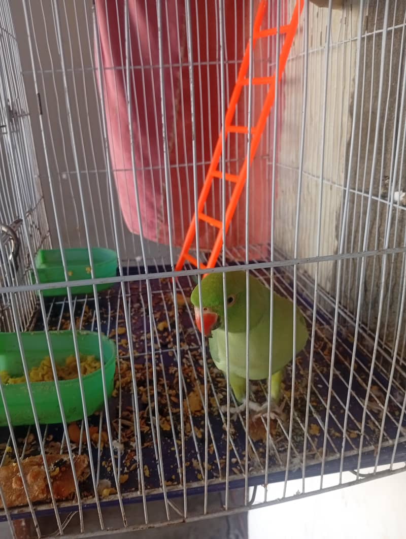Green parrot pair 10