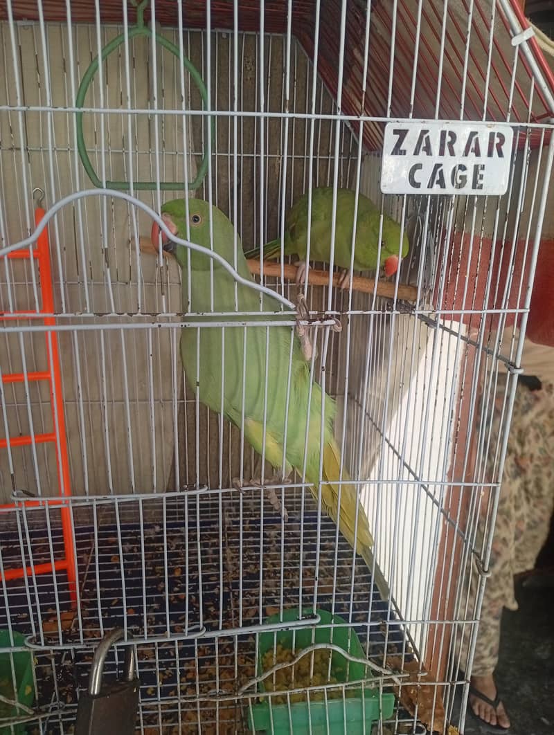 Green parrot pair 11