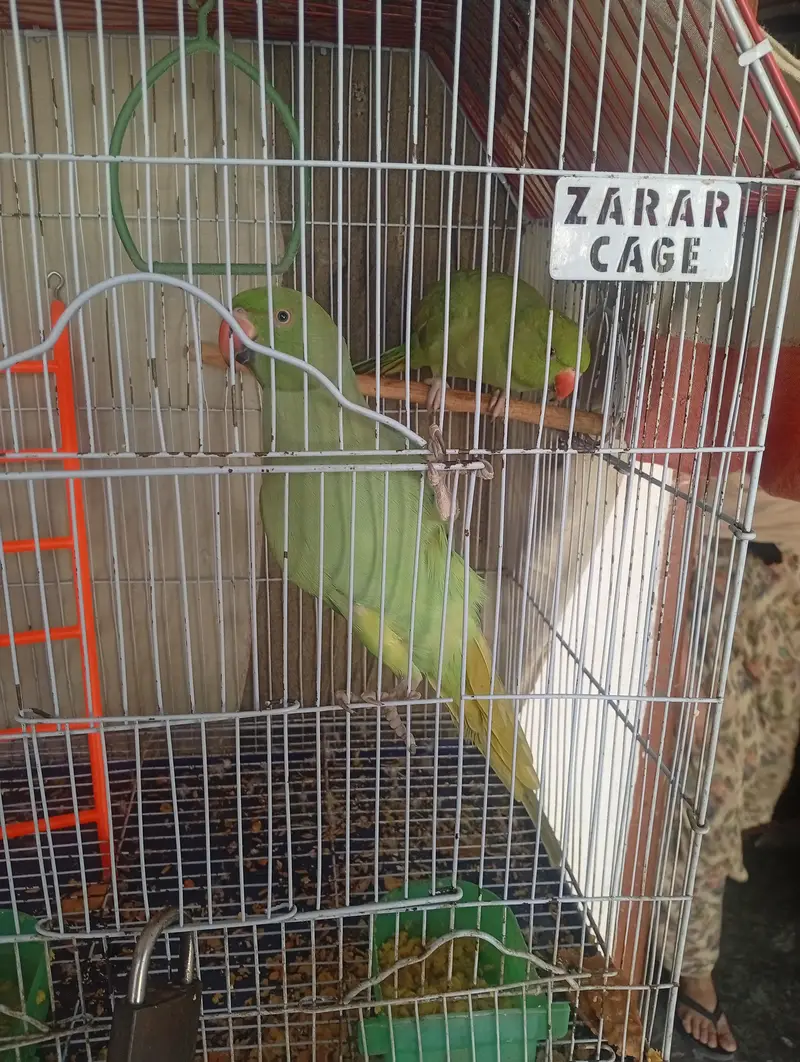 Green parrot pair — photo 12