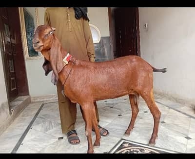 Bakri for sale