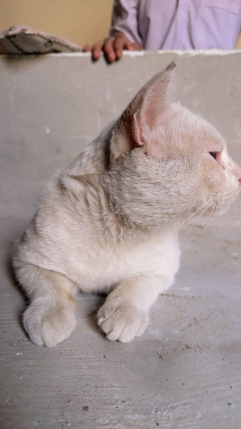 Percian single coat 2