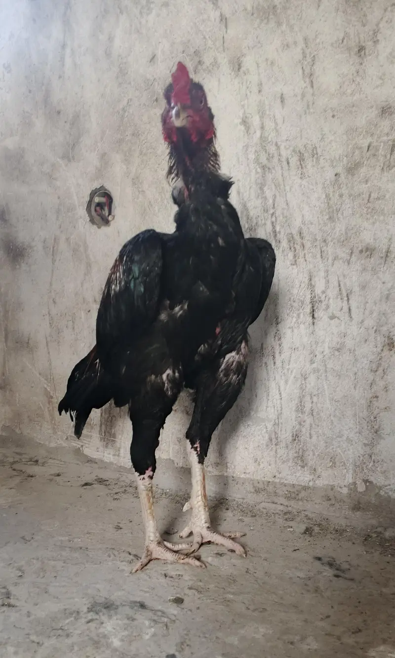 pure Pakistani aseel bandhgadi — photo 2