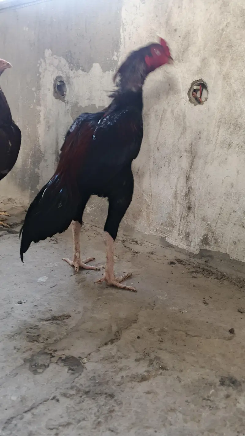 pure Pakistani aseel bandhgadi — photo 3