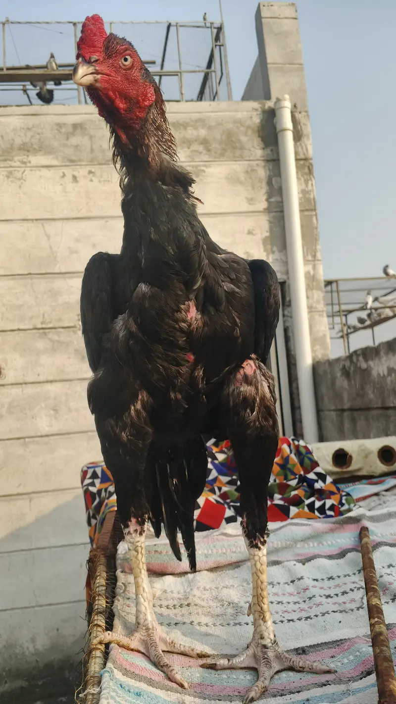 pure Pakistani aseel bandhgadi — photo 4