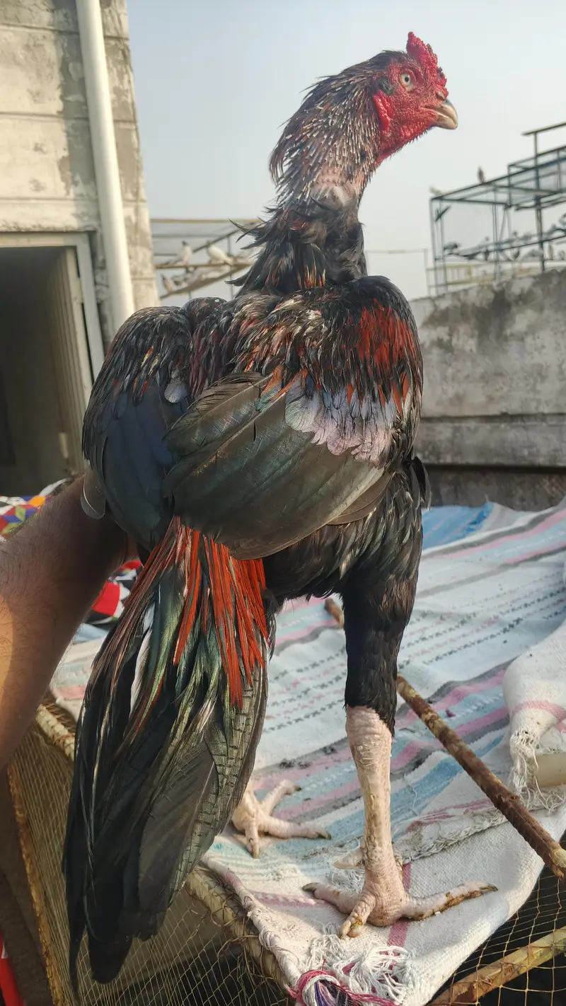 pure Pakistani aseel bandhgadi — photo 7