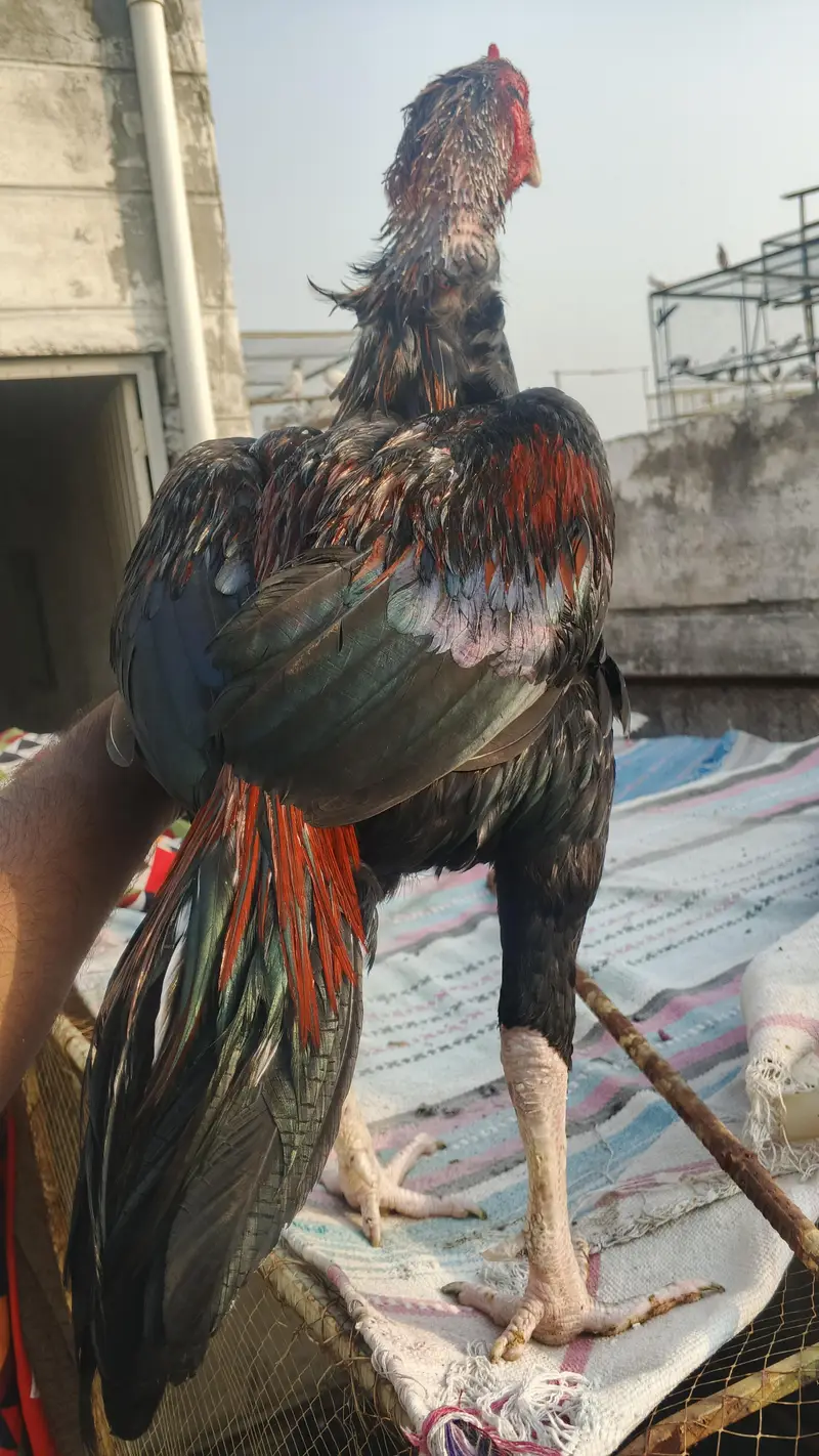 pure Pakistani aseel bandhgadi — photo 8