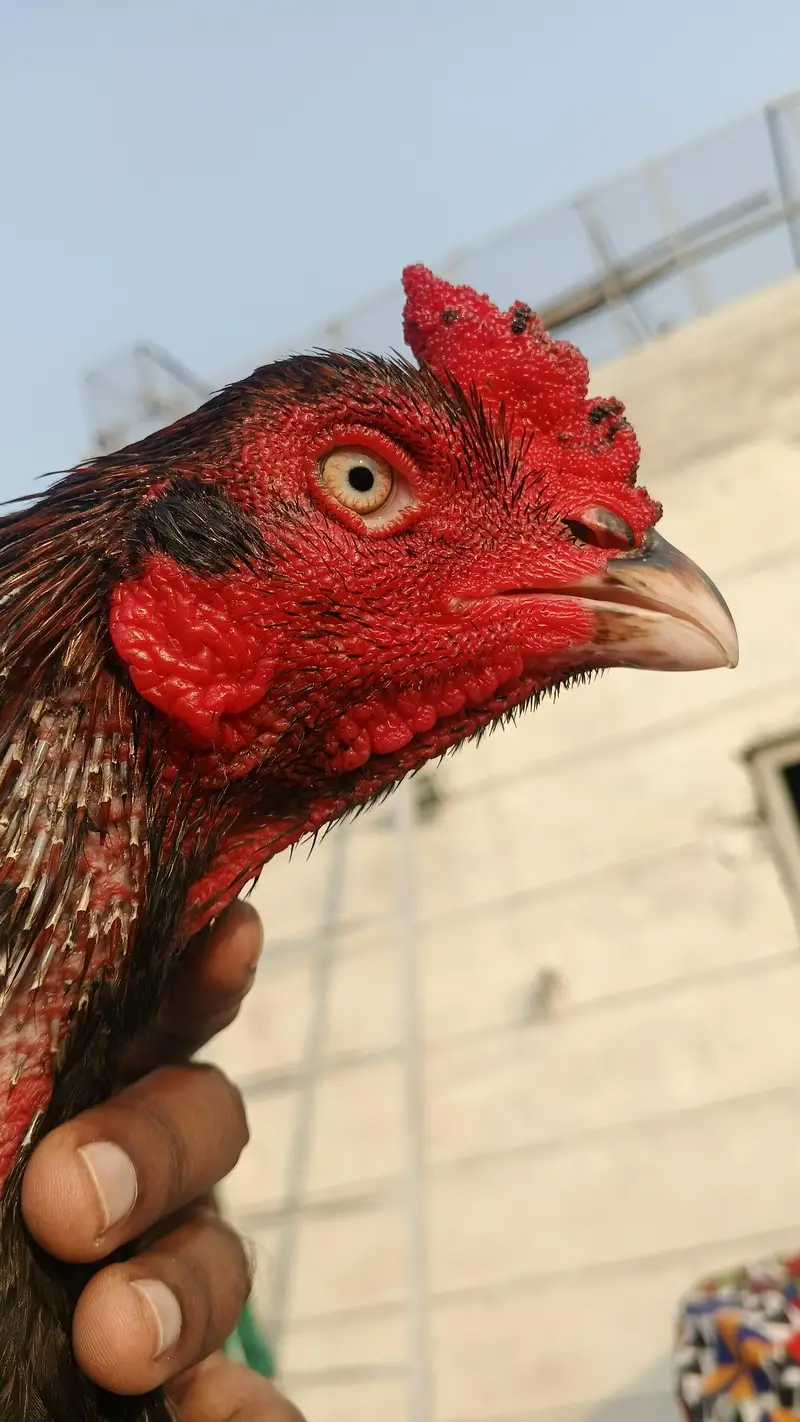 pure Pakistani aseel bandhgadi — photo 9
