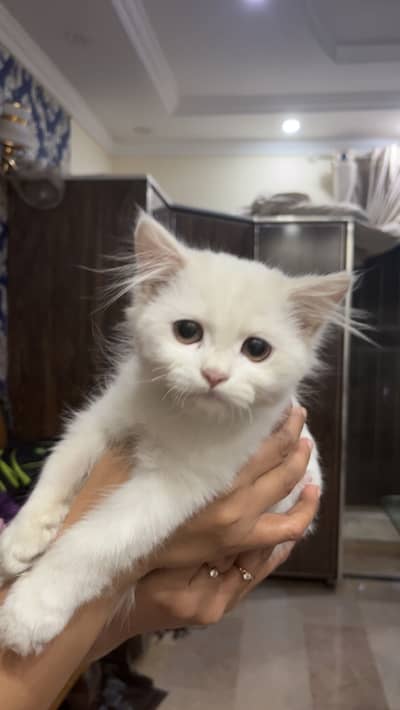 Persian cat available 3 months old #MANO