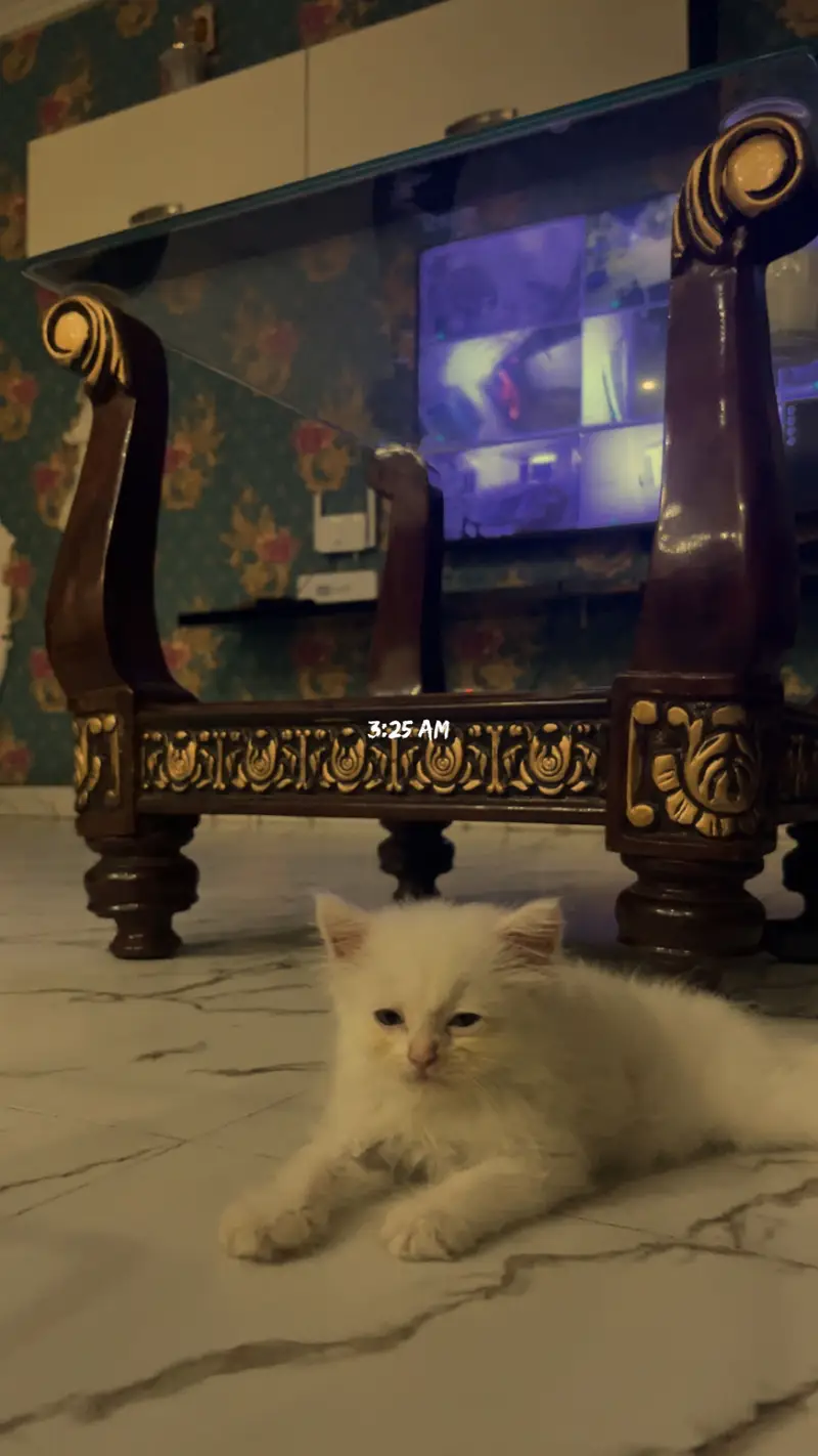 Persian cat available 3 months old #MANO — photo 2