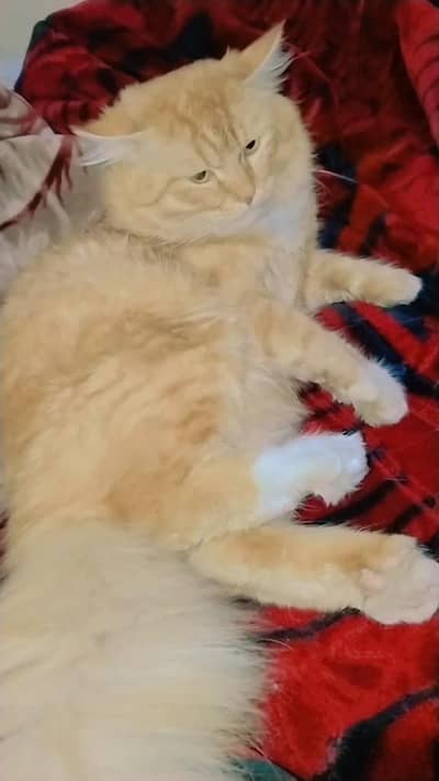 Siberian X persian male cat