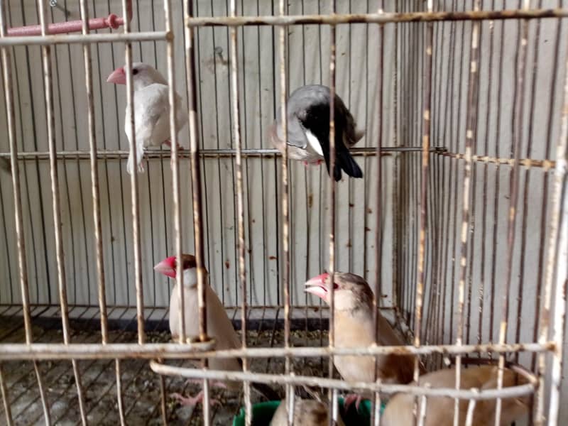 healthy active java is available for sale 1