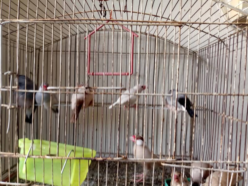healthy active java is available for sale 2