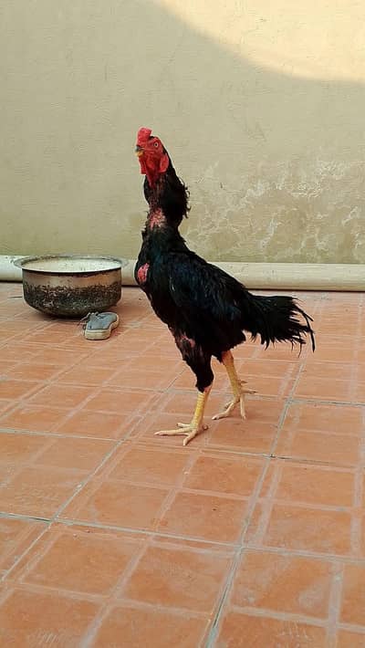Japanese murgha for sale
