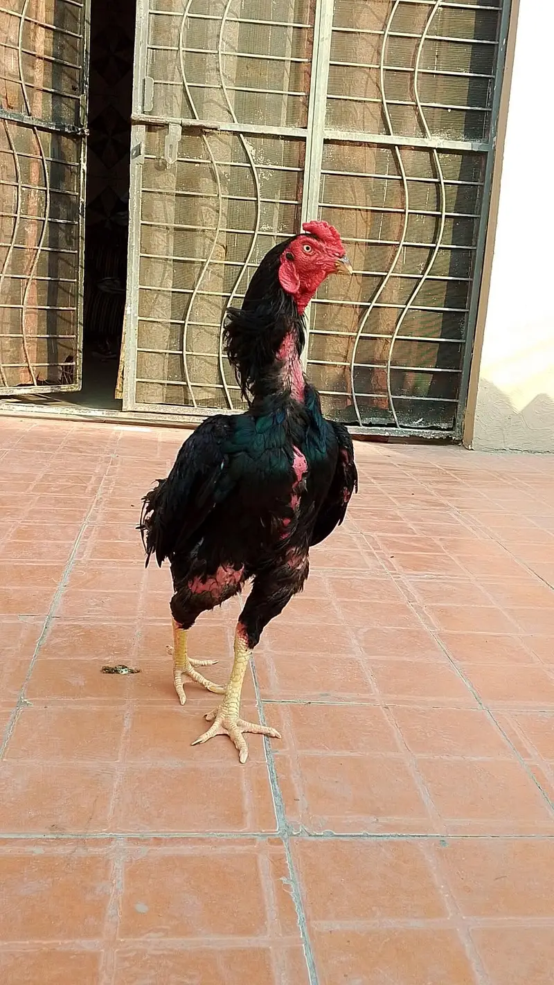 Japanese murgha for sale — photo 3