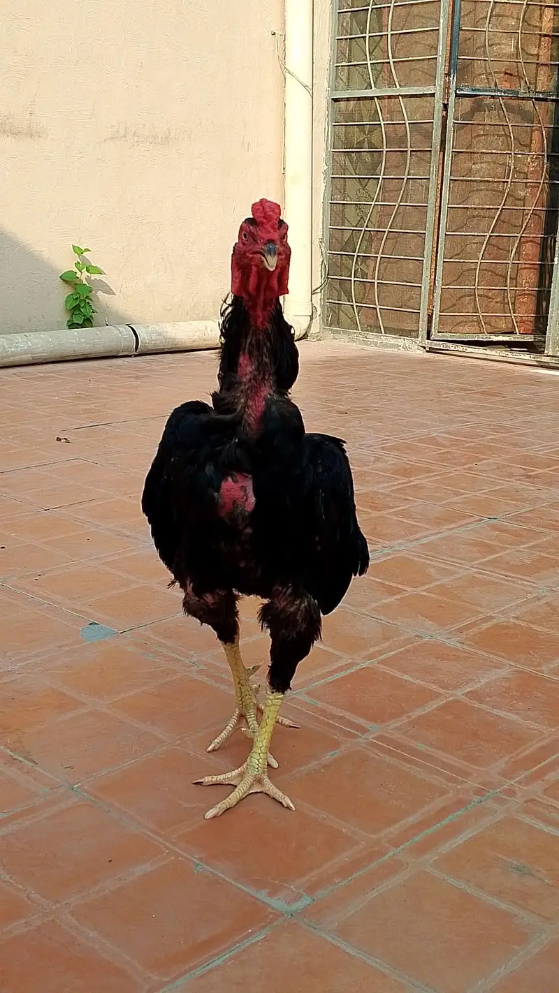 Japanese murgha for sale — photo 4