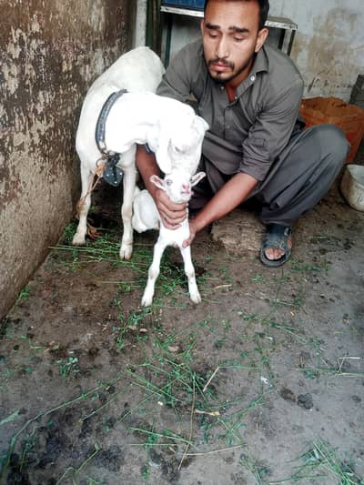Ghar ki Pali hoi bakri