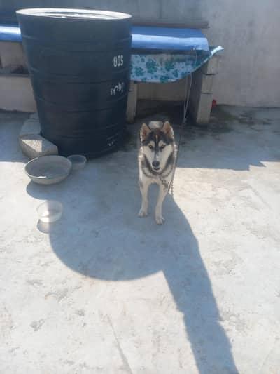 Premium Siberian Husky Male Available for Sale – Beautiful Coat