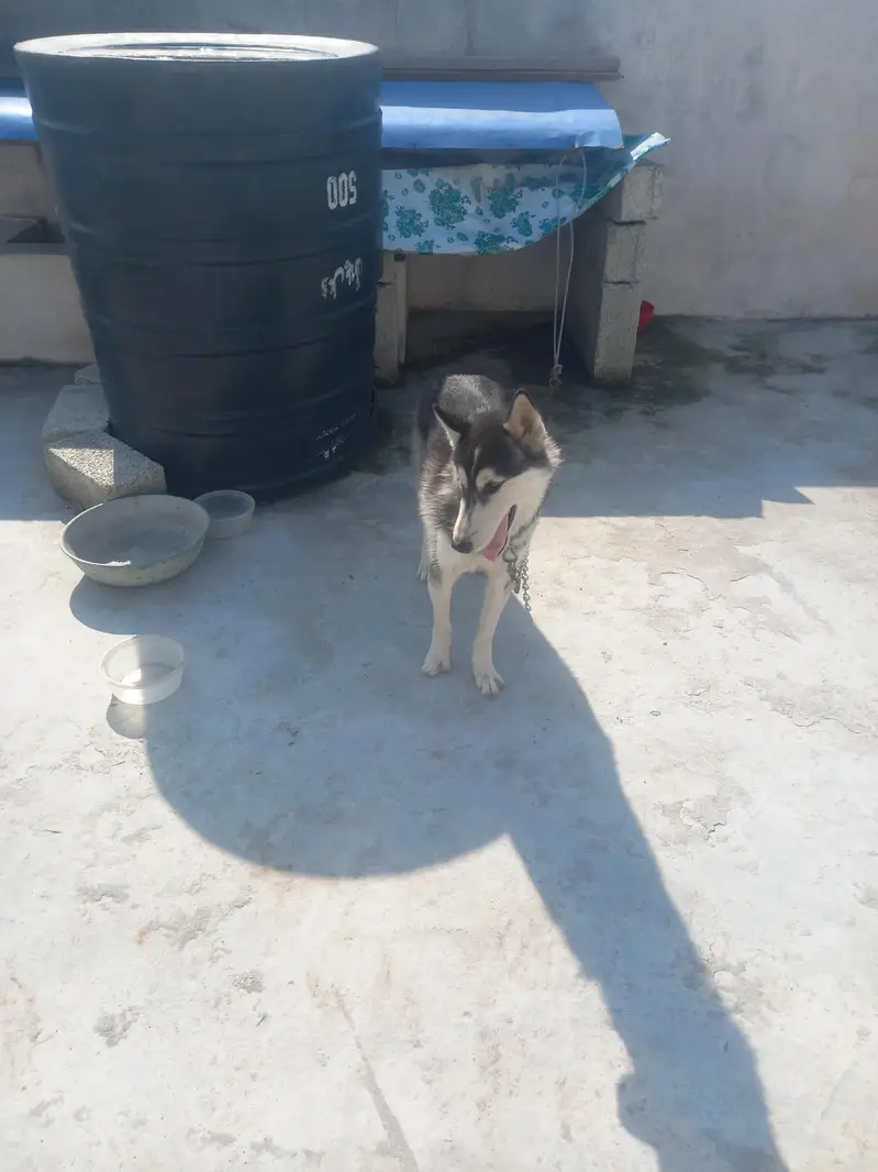 Premium Siberian Husky Male Available for Sale – Beautiful Coat — photo 2