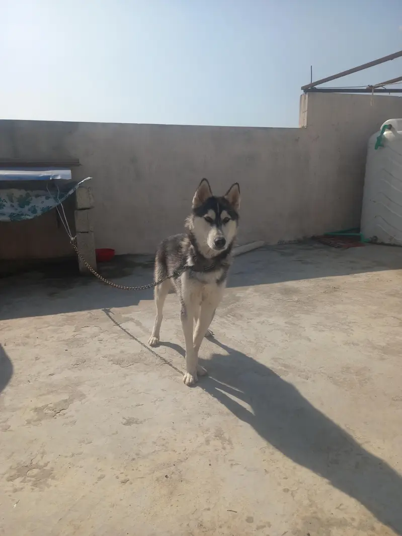 Premium Siberian Husky Male Available for Sale – Beautiful Coat — photo 3