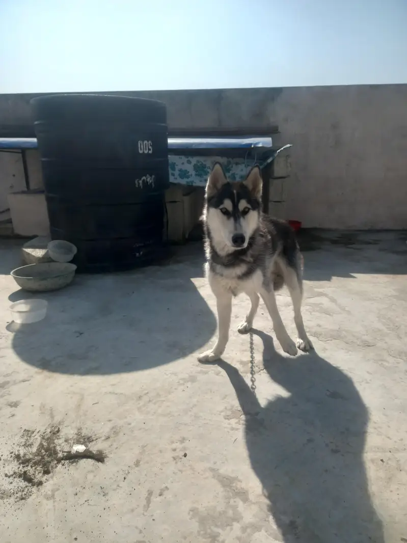 Premium Siberian Husky Male Available for Sale – Beautiful Coat — photo 4