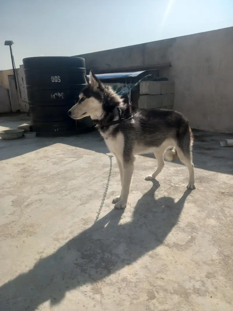 Premium Siberian Husky Male Available for Sale – Beautiful Coat — photo 5