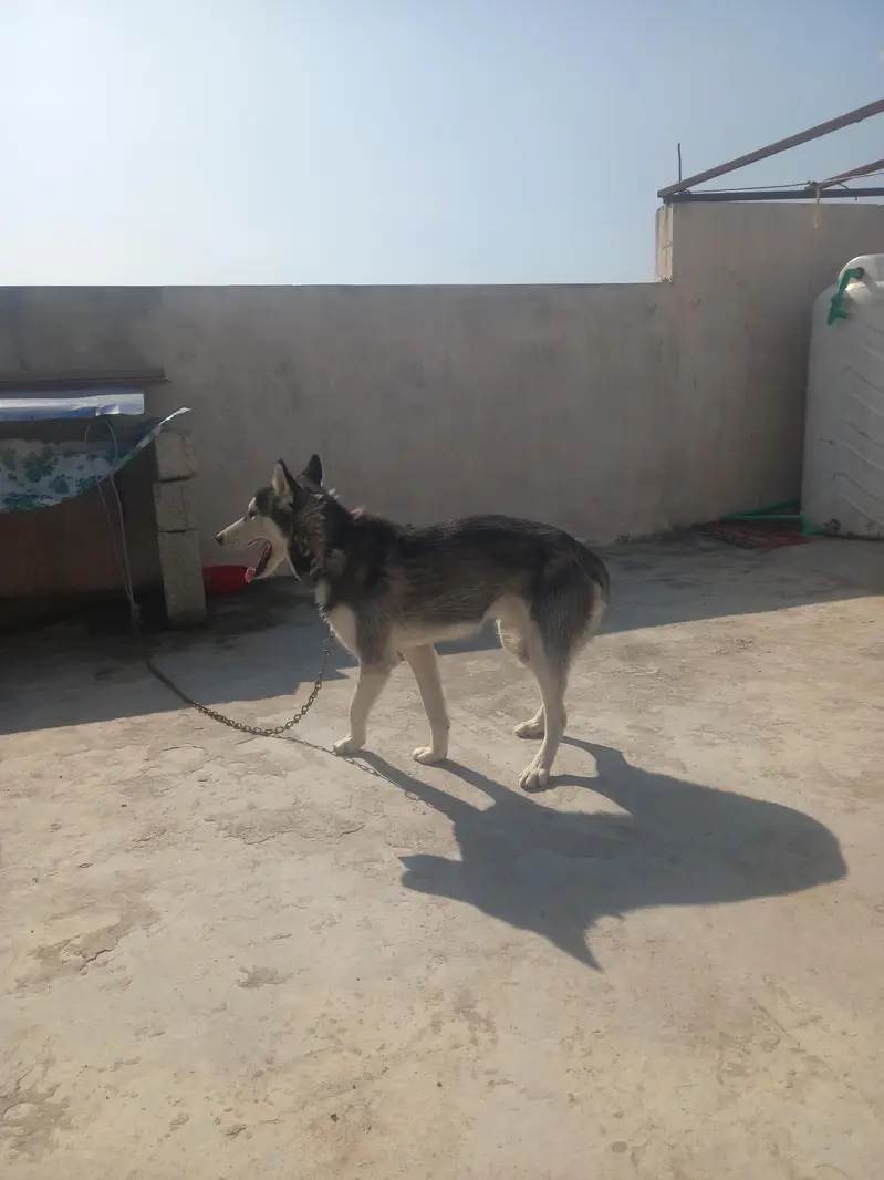 Premium Siberian Husky Male Available for Sale – Beautiful Coat — photo 6