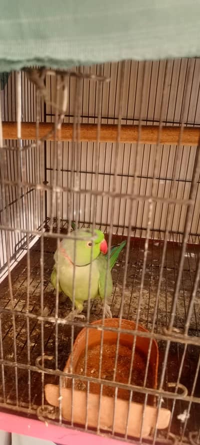 parrot