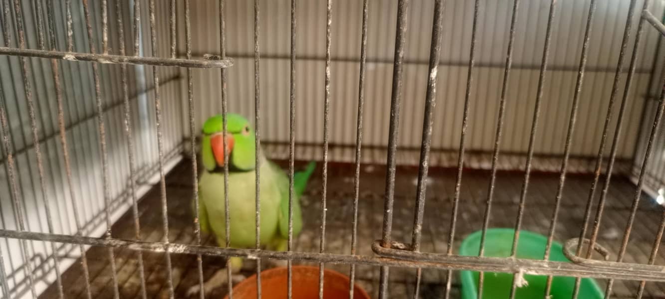 parrot 1