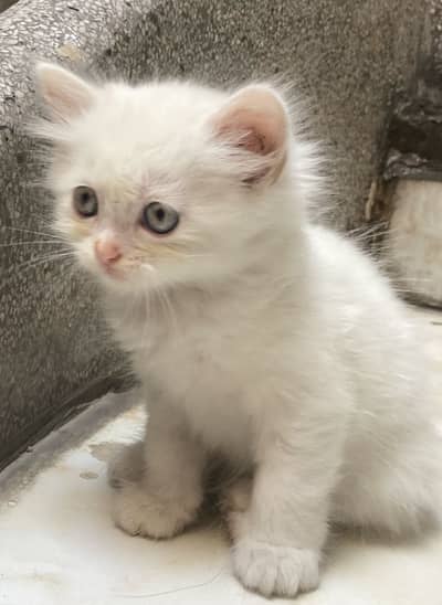 Cat Baby