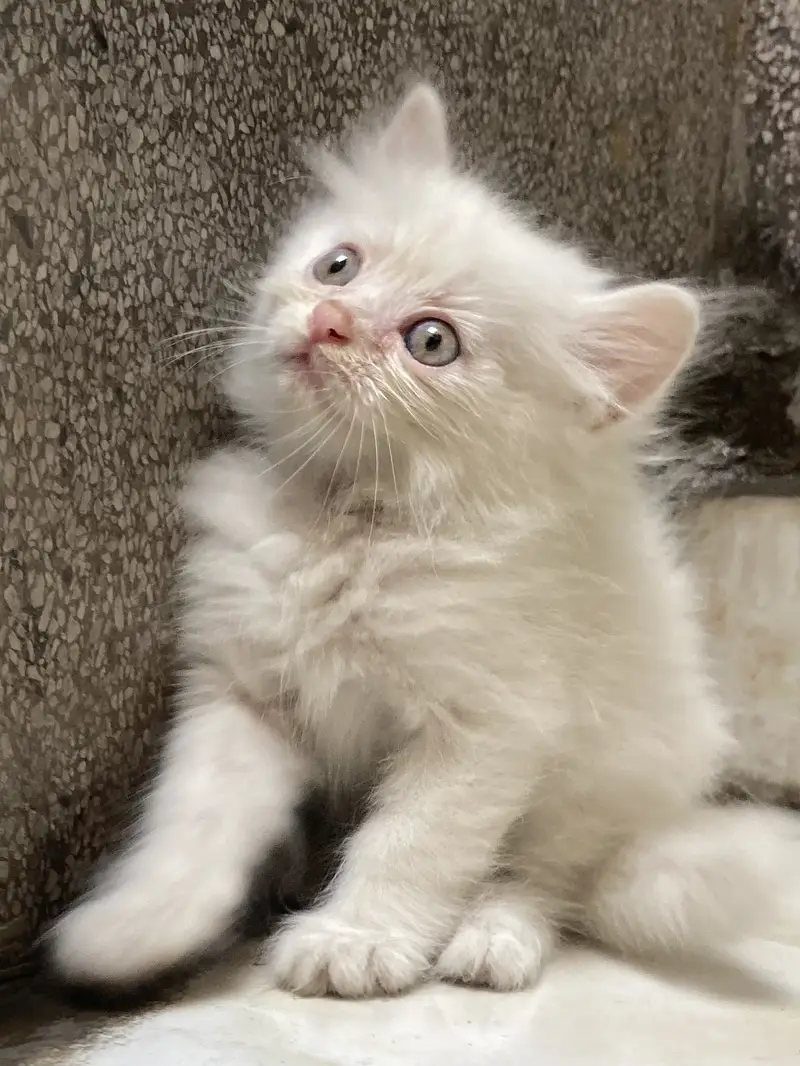 Cat Baby — photo 2