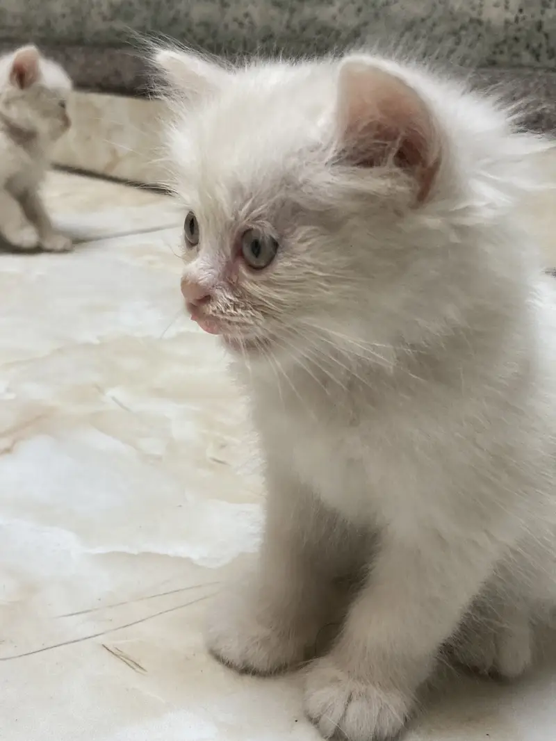 Cat Baby — photo 3