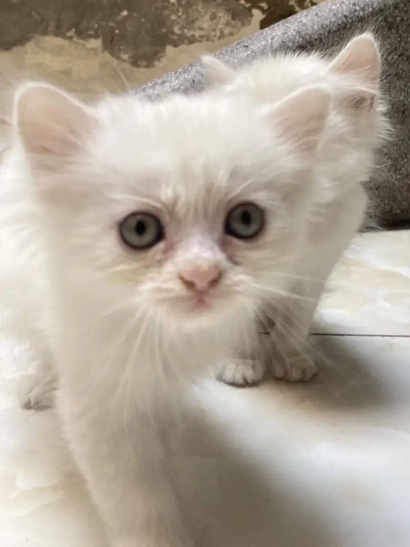 Cat Baby — photo 4