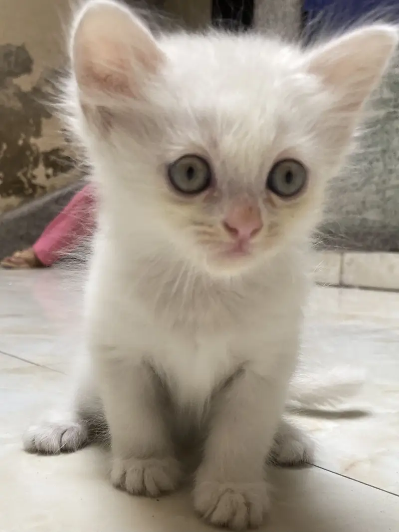 Cat Baby — photo 5